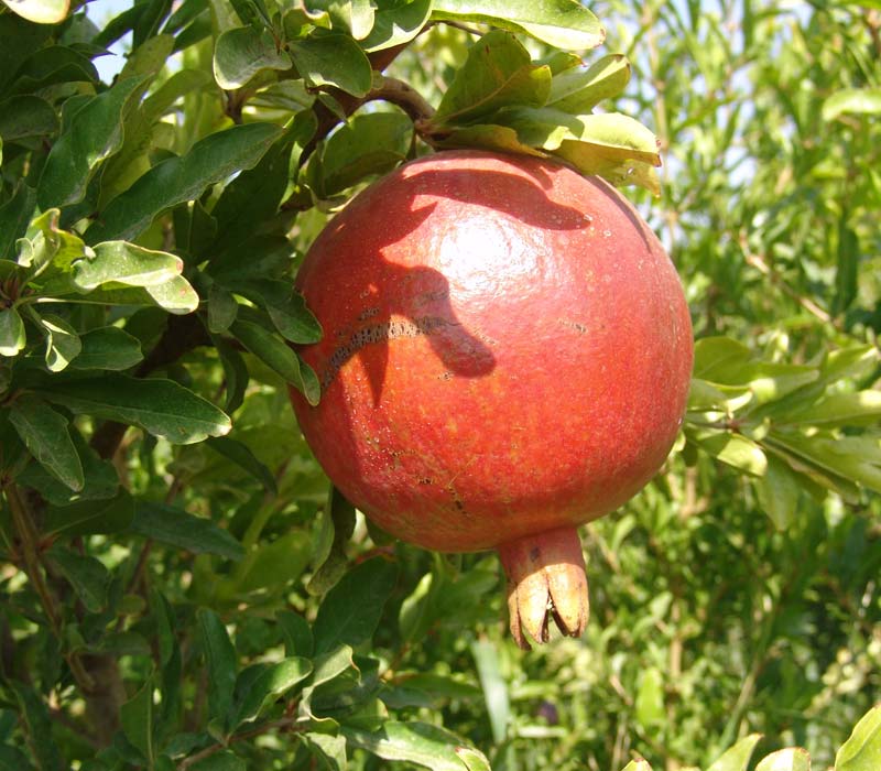 انار ، میوه شفابخش پاییزی