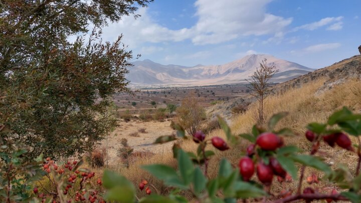 خاک کردن موی باغ