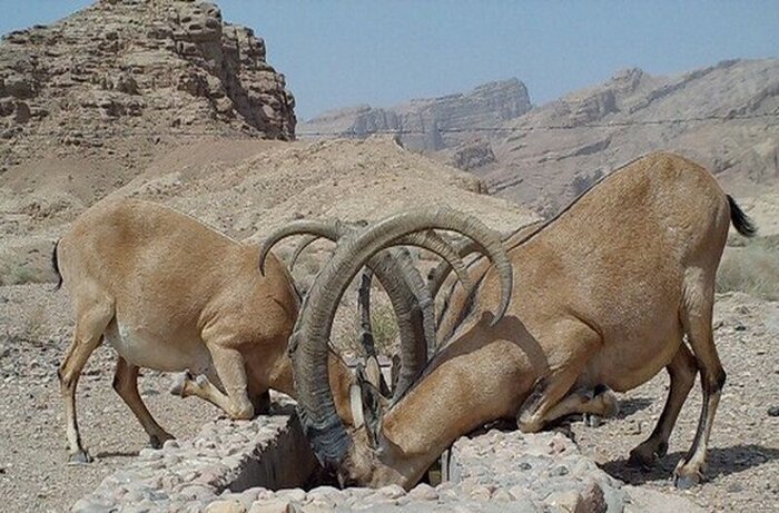خاییز