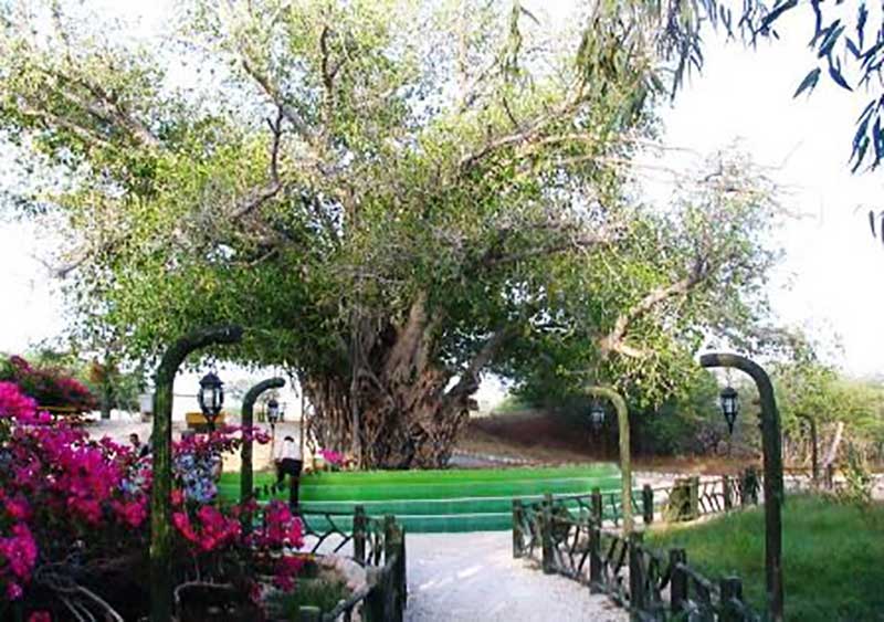 مجموعه درخت سبز کیش