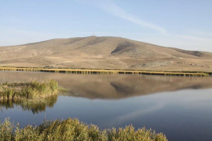 پرندگان مهاجر