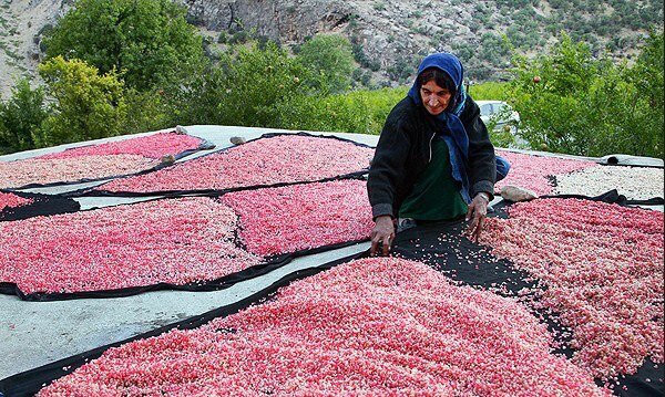 گردشگری کشاورزی