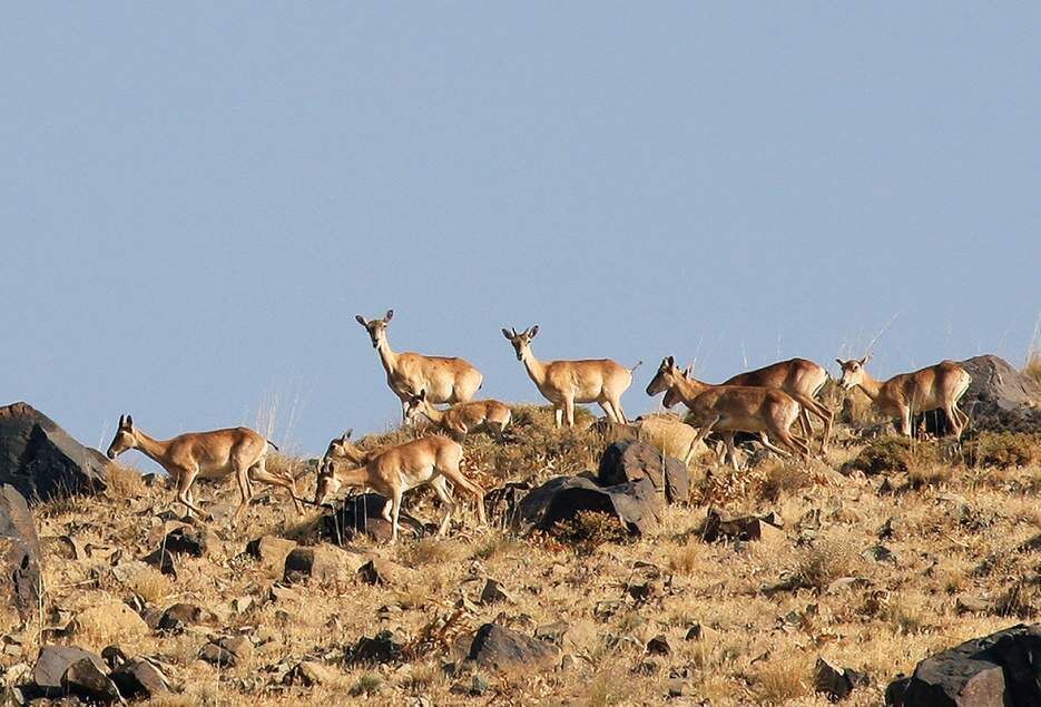خاییز