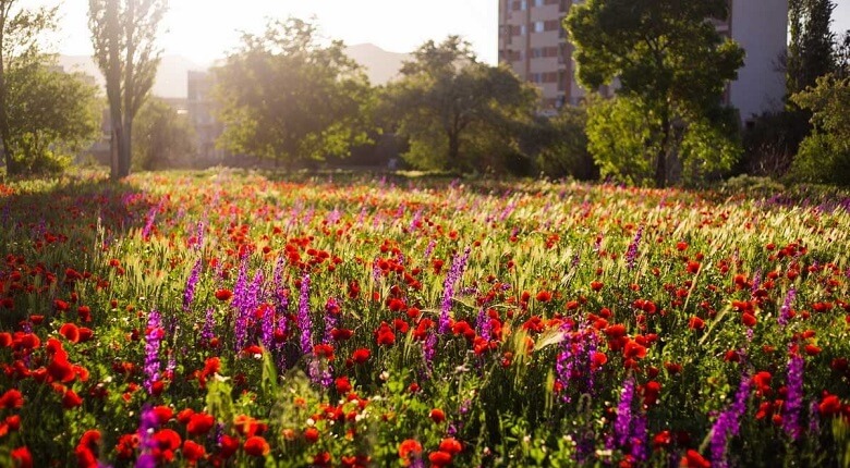 سیری در اراک 