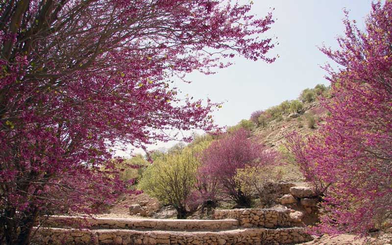 سیری در ایلام