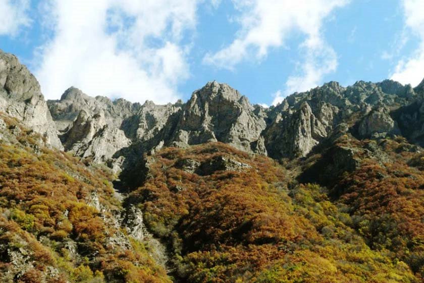 جنگل های چهارباغ