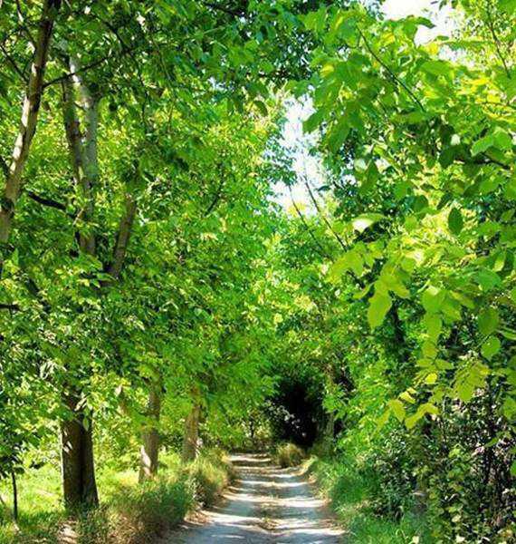 سیری در بجنورد