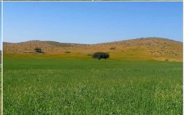بی بی حکیمه بی بی حکیمه