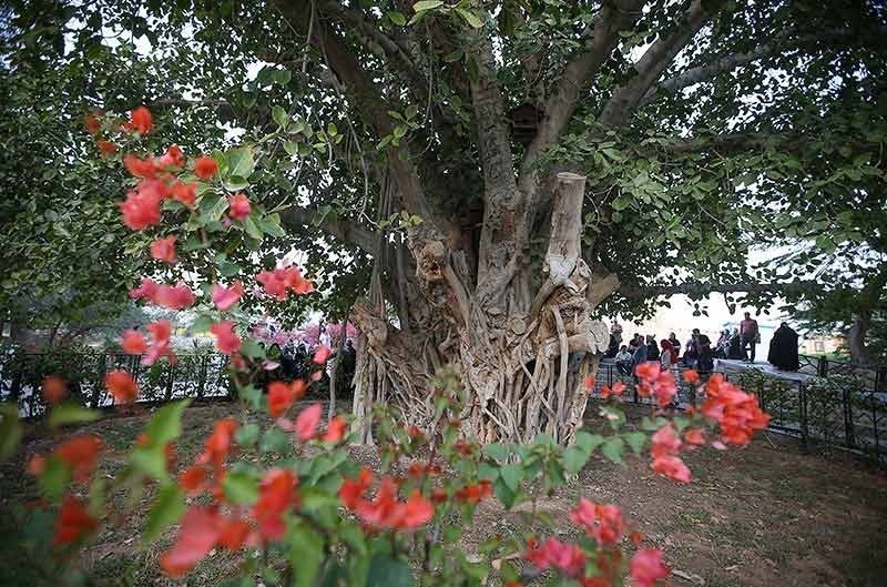 سیری در کیش