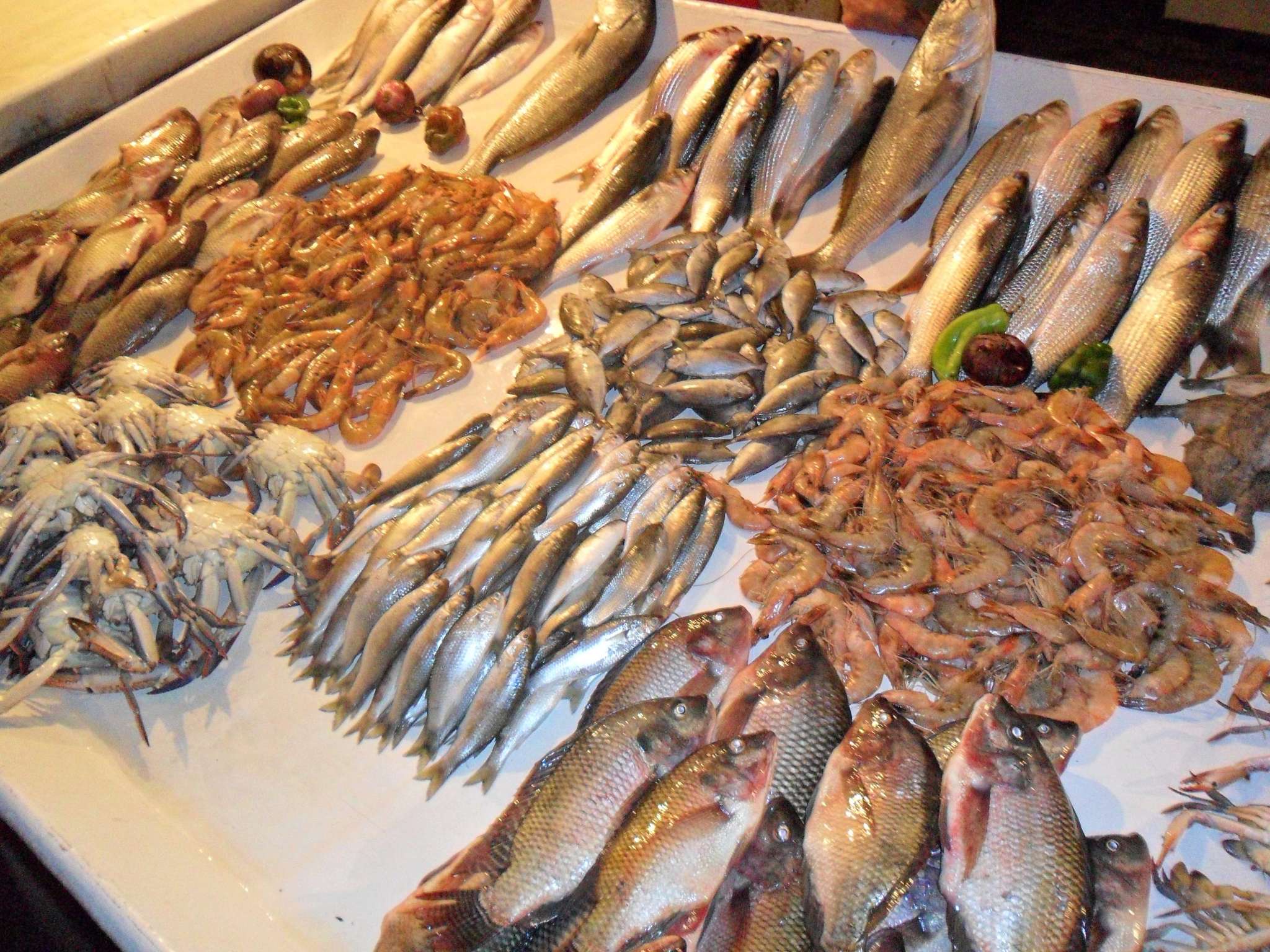 سیری در کیش