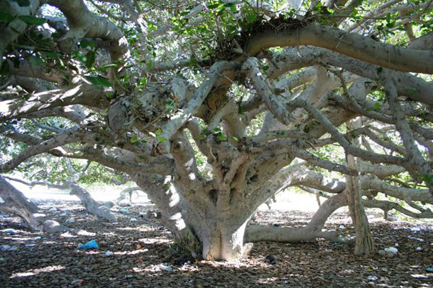 سیری در چابهار سیری در چابهار