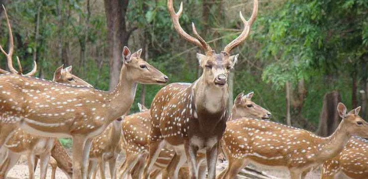 سیری در کیش