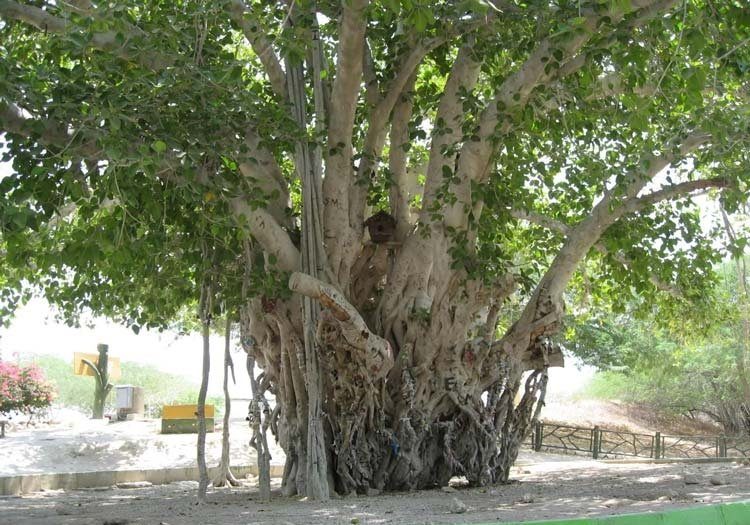 سیری در چابهار سیری در چابهار