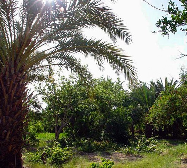 سیری در زاهدان سیری در زاهدان