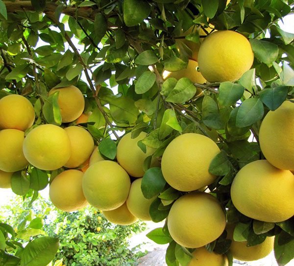 سیری در بندرعباس