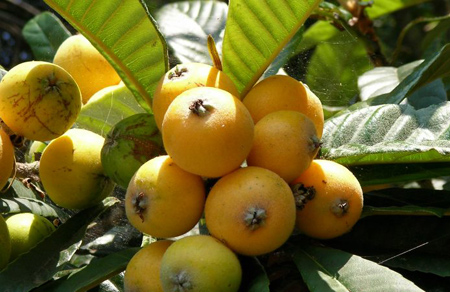 سیری در کرج سیری در کرج