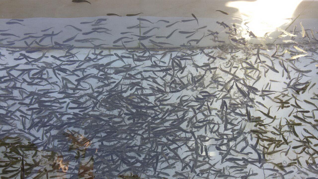 روستای شیزن تایباد روستای شیزن تایباد