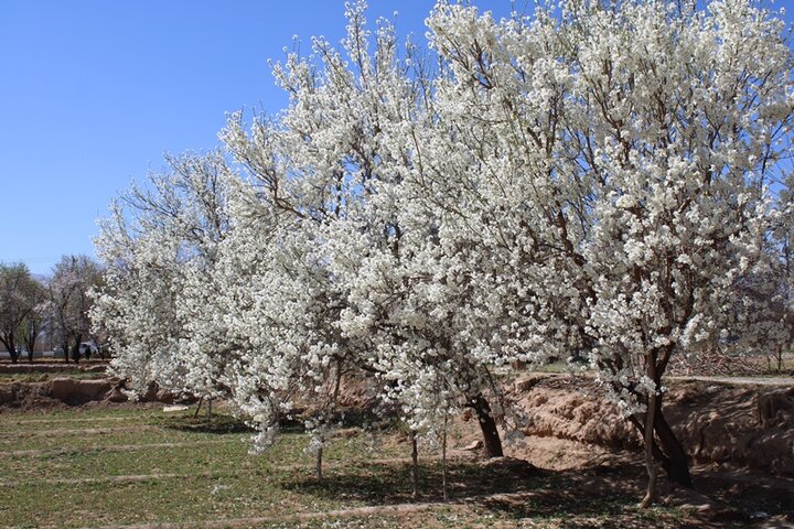 کهگیلویه کهگیلویه