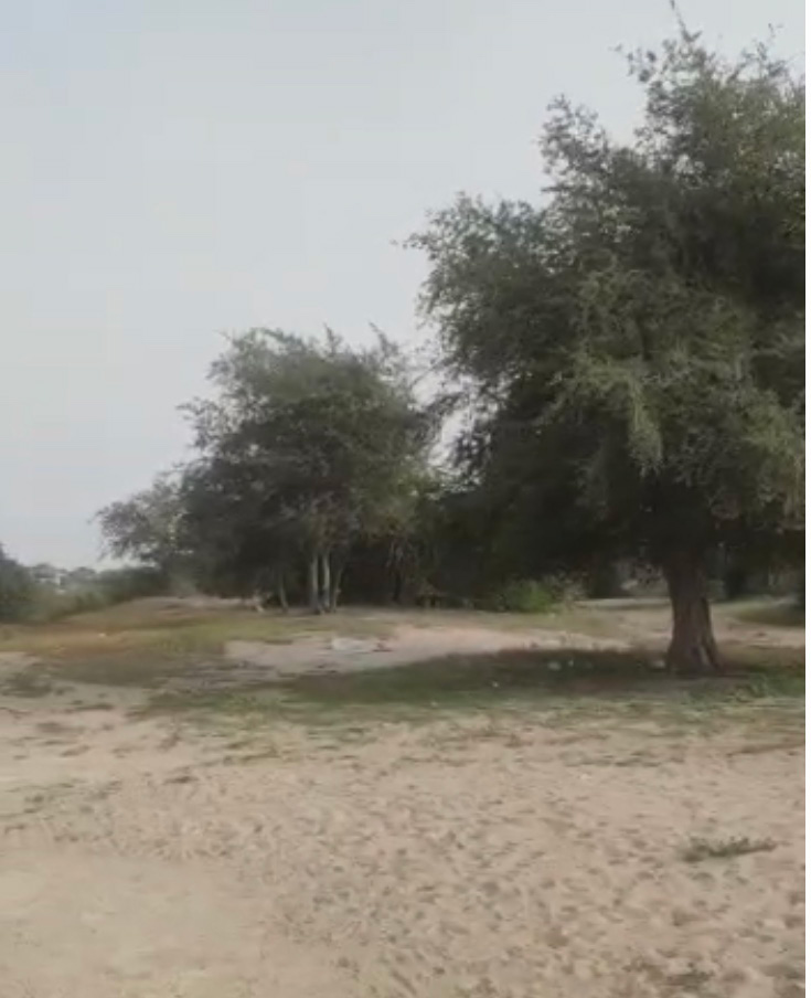 جنگل چاهک بندرگناوه جنگل چاهک بندرگناوه