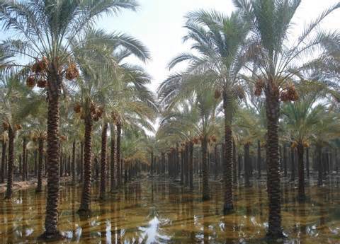 سیری در بندر گناوه سیری در بندر گناوه