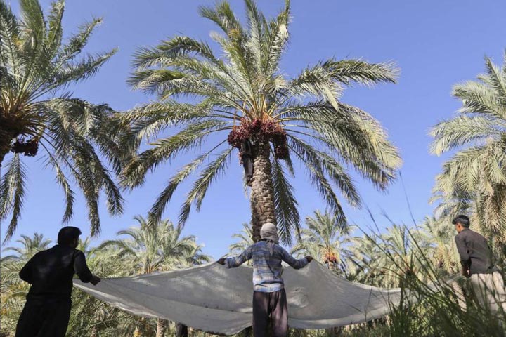سیری در آبادان سیری در آبادان