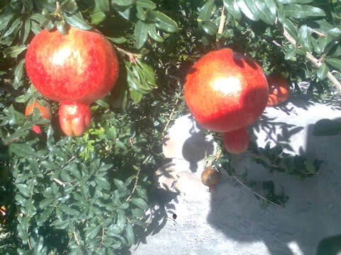 روستای درفک خوشاب روستای درفک خوشاب