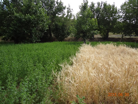 روستای درفک خوشاب روستای درفک خوشاب