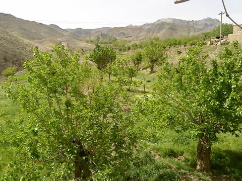 روستای درفک خوشاب روستای درفک خوشاب