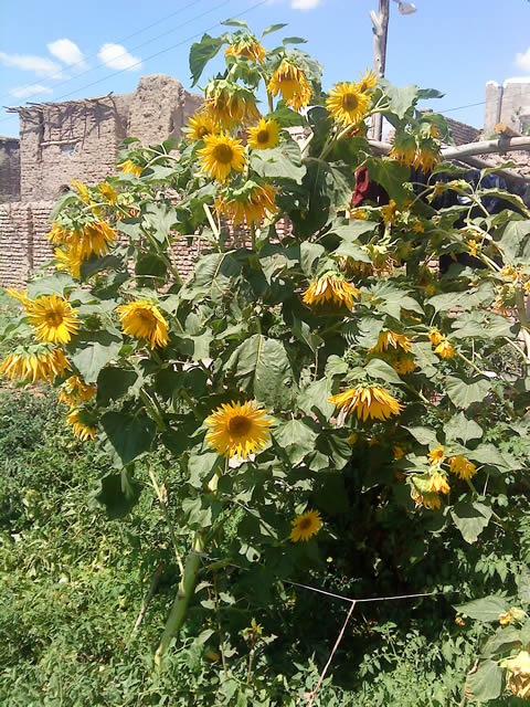 روستای درفک خوشاب روستای درفک خوشاب