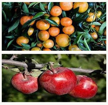 سیری در آمل سیری در آمل