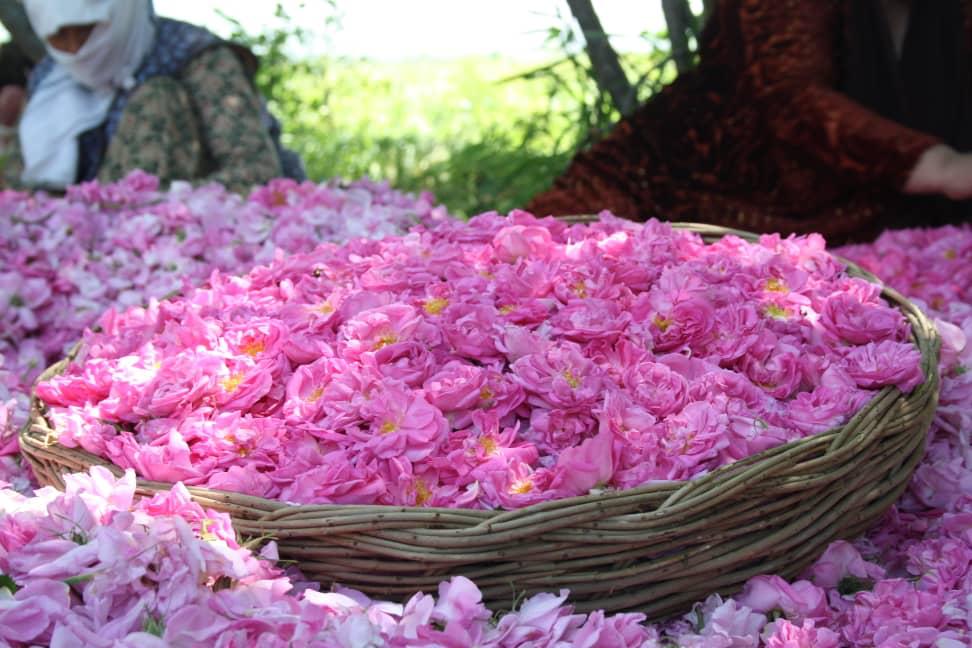 گل محمدی گل محمدی