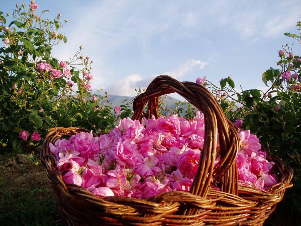 گل محمدی گل محمدی