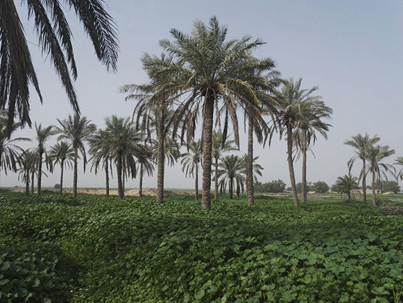 جنگل چاهک