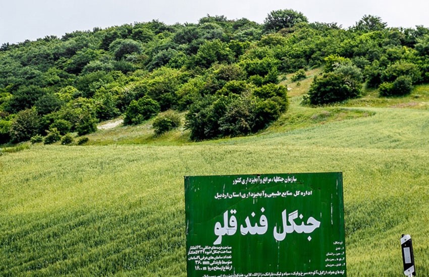 جنگل فندقلو