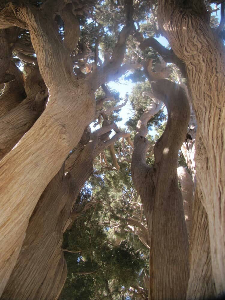 درختان سرو امامزاده درختان سرو امامزاده