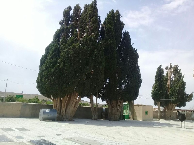 درختان سرو امامزاده درختان سرو امامزاده