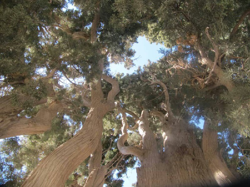 درختان سرو امامزاده درختان سرو امامزاده