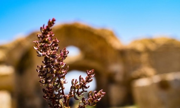 رباط عشق گرمه رباط عشق گرمه