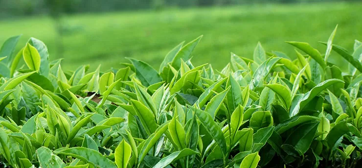 تولید چای ایرانی تولید چای ایرانی