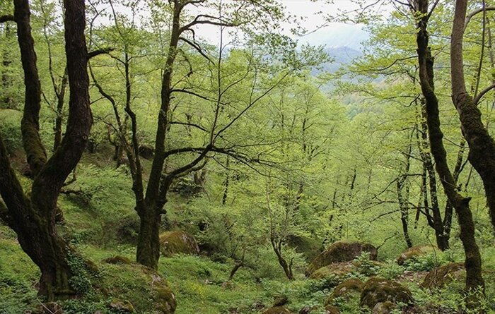 جنگل فندقلوی نمین جنگل فندقلوی نمین