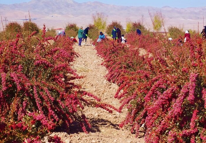 خراسان جنوبی خراسان جنوبی