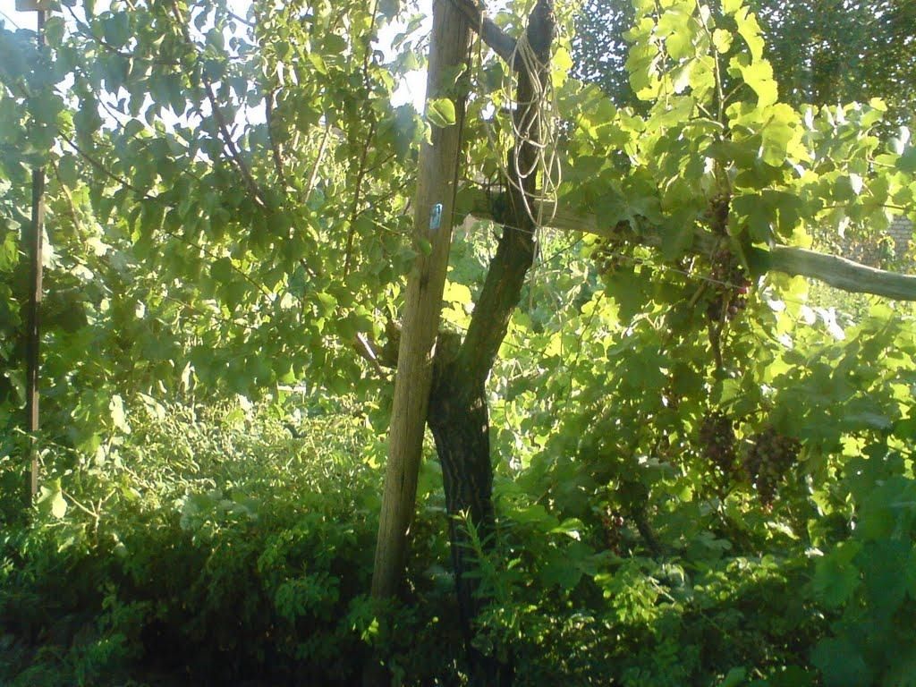 روستای پوده دهاقان روستای پوده دهاقان
