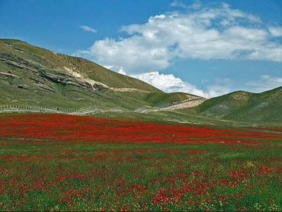 دشت شقایق های جلفا دشت شقایق های جلفا