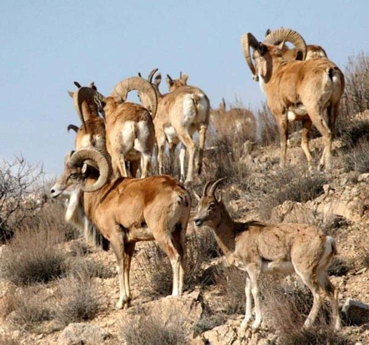 جاهای دیدنی شهرکرد در پاییز جاهای دیدنی شهرکرد در پاییز