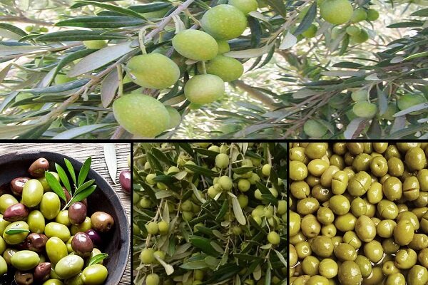 جاهای دیدنی رودبار جاهای دیدنی رودبار