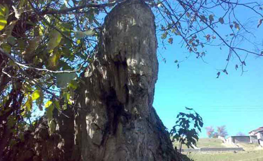 جاهای دیدنی چمستان در پاییز جاهای دیدنی چمستان در پاییز