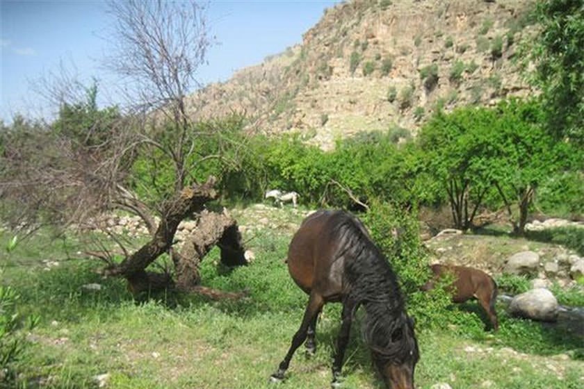 منطقه ییلاقی منگره اندیمشک