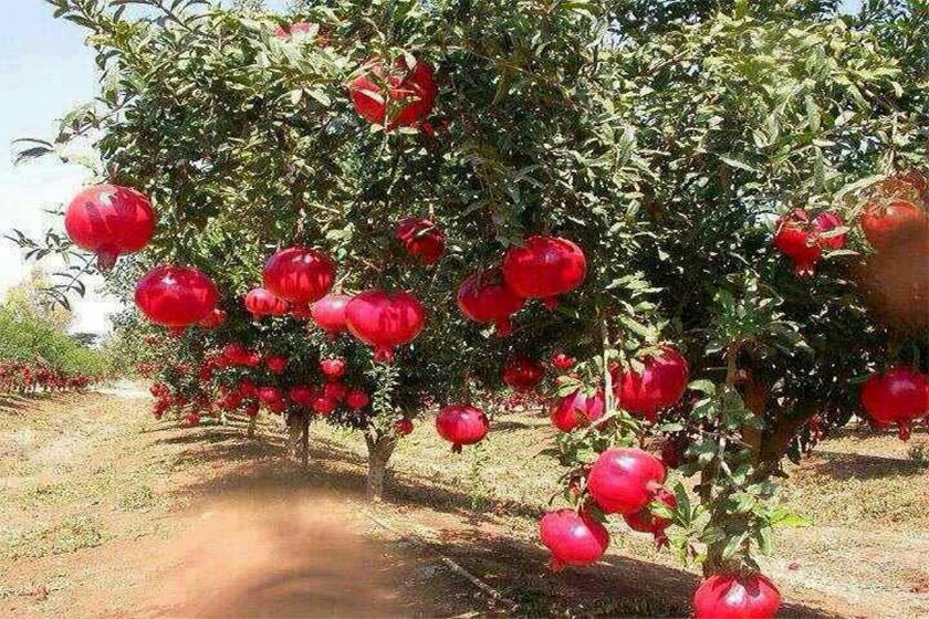 منطقه ییلاقی منگره اندیمشک