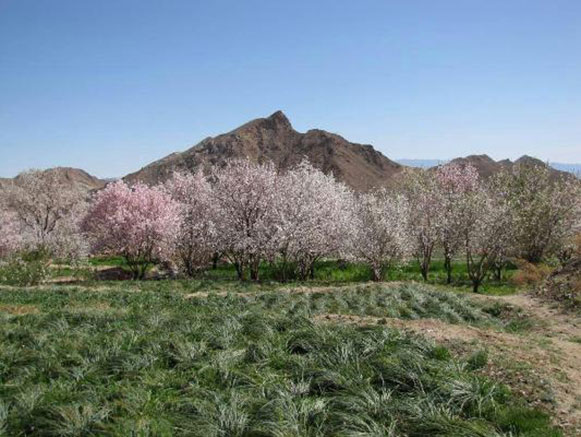روستای باجگان بافق روستای باجگان بافق