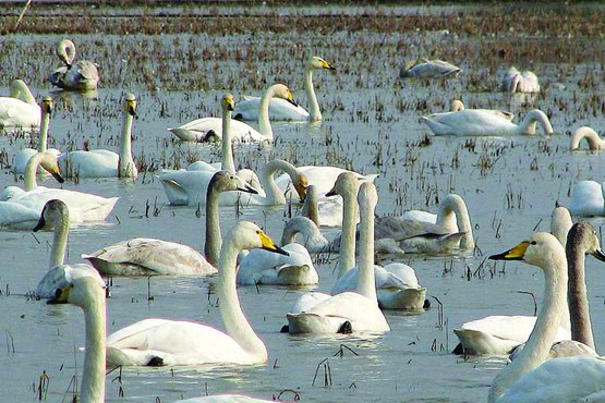 قوهای نمک شناس قوهای نمک شناس